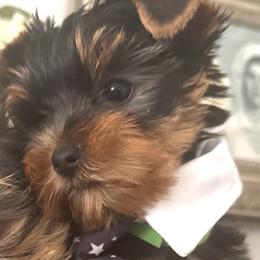 Bear - Black and gold male Yorkshire Terrier puppy in Antelope, California from Yorkie Family Home