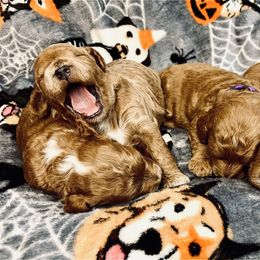 Goldendoodle puppies from Maicey’s Star Doodles & Poodles