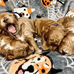 Goldendoodle puppies from Maicey’s Star Doodles & Poodles
