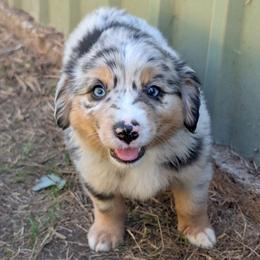 Lucky - Blue merle male Miniature Australian Shepherd puppy in Crockett, Texas from Pleasant Grove Aussies