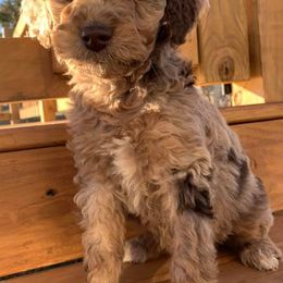 Goldendoodles from Dandelion Doodles of Oklahoma