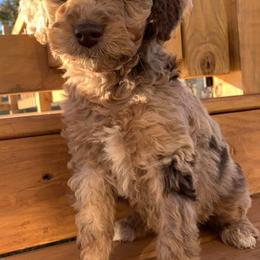 Goldendoodles from Dandelion Doodles of Oklahoma