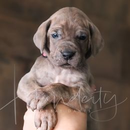 Misty - Blue female Great Dane puppy in Denison, Texas from Hundeity Great Danes