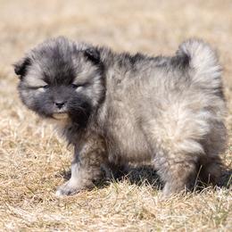 Pomsky Puppies from New World Pomskies