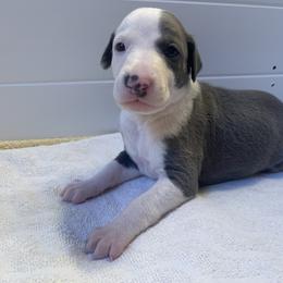 Whippet Puppies from Phoenix Whippets