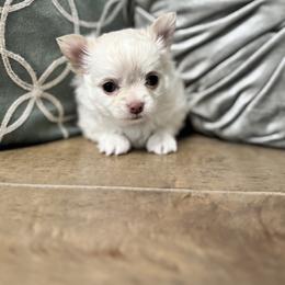 Chihuahua Puppies from Clan Cordovathone