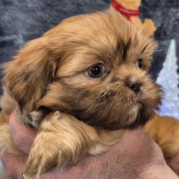 SPENCER - Red male Shih Tzu puppy in Candler, North Carolina from Pup-Tzu WNC