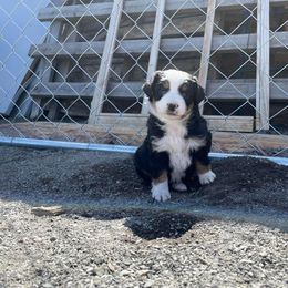 Miniature Australian Shepherd Puppies from Strawberry Mountain Mini Aussies