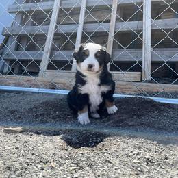 Miniature Australian Shepherd Puppies from Strawberry Mountain Mini Aussies