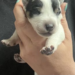 Boy 1 - Blue male Australian Cattle Dog puppy in Norton, Ohio from Australian Cattle Dog Company