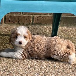 Aussiedoodle Puppies from Cadillac Mini Aussiedoodles, LLC