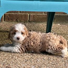 Aussiedoodle Puppies from Cadillac Mini Aussiedoodles, LLC