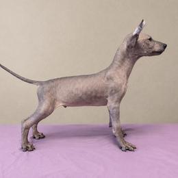 Boy 1 - Black male Xoloitzcuintli puppy in Lakeview, California from Xchaman Xoloitzcuintli