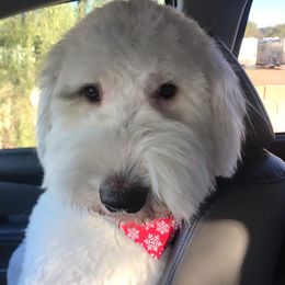 Bailey - Old English Sheepdog
