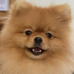 Milo - Pomeranian