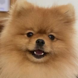 Milo - Pomeranian