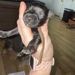 Brown Collar - Black male Schnoodle puppy in Winchester, Tennessee from Mahaffey’s Doodles