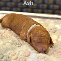 Ash - Red  female Poodle puppy in Union Grove, Alabama from Beltane Bonnies