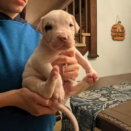Dogo Argentino Puppies from De la Fuerza de Dios