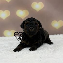Sawyer - Sable male Poodle puppy in Nashville, Arkansas from Cuddles n Curls