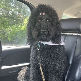 Caroline  - Labradoodle