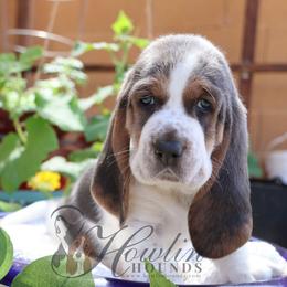 Ivy - Blue tan and white female Basset Hound puppy in Surprise, Arizona from Howlin Hounds