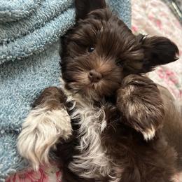 Aurora - Phantom female Bernedoodle puppy in Decatur, Tennessee from Diamond's Doodles
