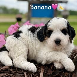 Banana - Tri-color female Bernedoodle puppy in Lancaster, Minnesota from Richardville Hunde