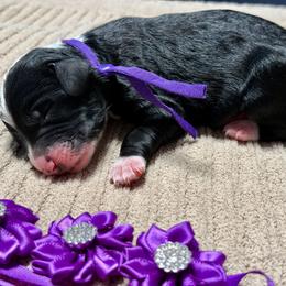 Spooky - Parti female Golden Aussiedoodle puppy in Lakeland, Florida from Poodles Doodles Standard and Mini LLC