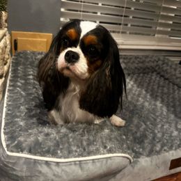 Nova - Cavalier King Charles Spaniel