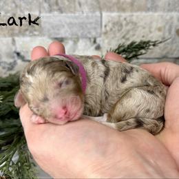 Lark - Merle female Bernedoodle puppy in Midland, Michigan from Northern Charm Farm