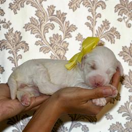 Yellow - Caramel female Australian Labradoodle puppy in Milton, North Carolina from Good Day Doodles