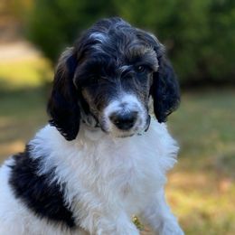 Max Full AKC - Parti male Poodle puppy in Alpine, Alabama from Alpine Acres Poodles