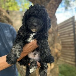 Tin Tin - Goldendoodle puppy from Simply Doodles Ojai