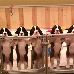 English Springer Spaniels from Millspring Kennel