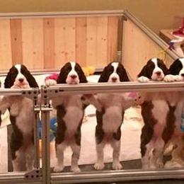 English Springer Spaniels from Millspring Kennel