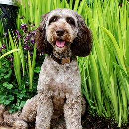 Sakura - Australian Labradoodle