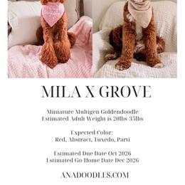 Goldendoodle puppies from A.N.A. Doodles