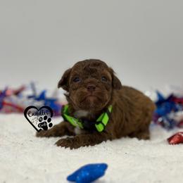 Titan (brown sable) - Sable male Poodle puppy in Nashville, Arkansas from Cuddles n Curls