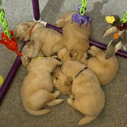 Golden Retriever Puppies from Riverstone Goldens