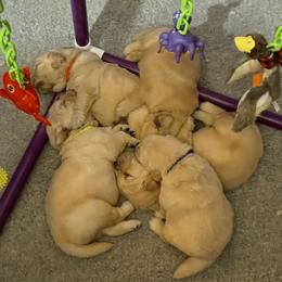Golden Retriever Puppies from Riverstone Goldens