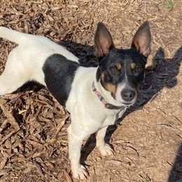 Homie - Rat Terrier