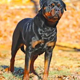 Gertie - Rottweiler