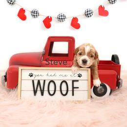 Steve - Apricot male Goldendoodle puppy in Spanish Fork, Utah from Oodles of Floofy Doodles