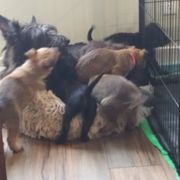 Berger Picard Puppies from Touche Rose