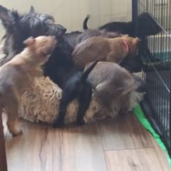 Berger Picard Puppies from Touche Rose