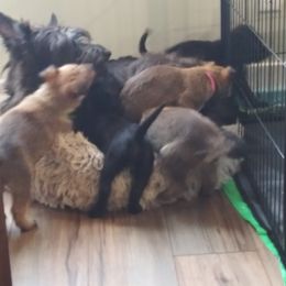 Berger Picard Puppies from Touche Rose