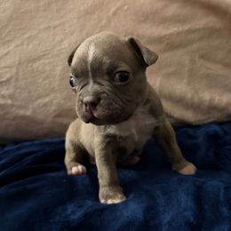 Mackey - Blue male Boston Terrier puppy in Pahrump, Nevada from Lujan Ranch