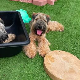 Lola - Soft Coated Wheaten Terrier