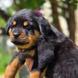 Kat - Black and mahogany female Rottweiler puppy in Cottage Grove, Oregon from Divine Rottweilers